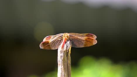 Firecracker-Skimmer-Red-Dragonfly-Landing-on-Plant-and-Fly-Around-it-Changing-Position,-South-Korea