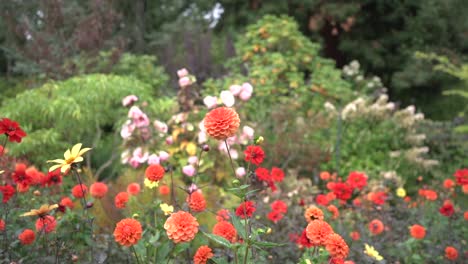 foto de seguimiento de dahlia roja entre un lecho de coloridas flores en otoño