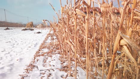 Medium-panning-shot-of-corn-stalks-blowing-in-the-wind-during-winter