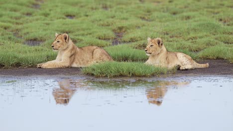 cute baby lion cubs in serengeti national park in tanzania in africa, young lions cubs lying down by river with reflections reflected in still water on african wildlife safari animals