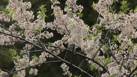 Einheimische,-Nicht-Wandernde-Schwarzkopfmeise-Arten-In-Brunswick