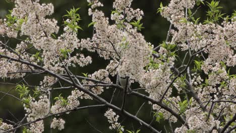 especie no migratoria nativa de carbonero de cabeza negra en brunswick