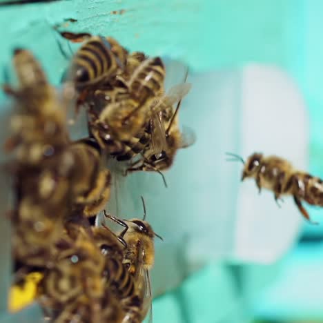 bees working at entrance of hive