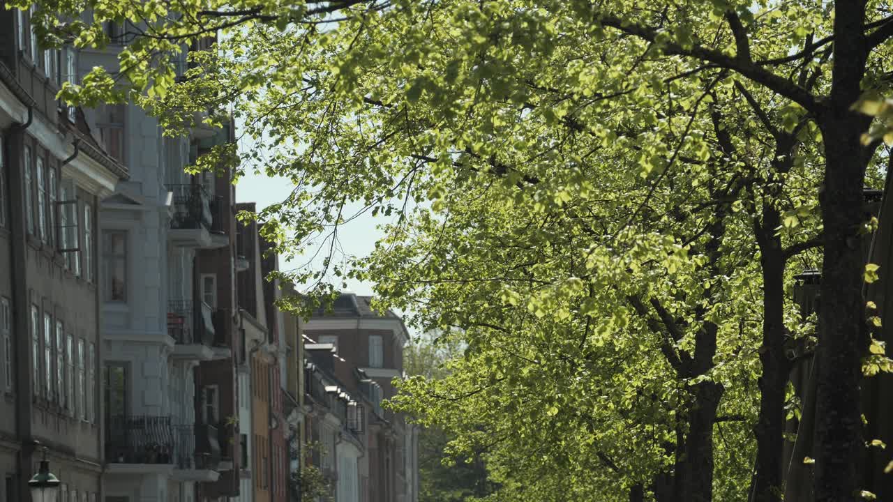 Spring in the city on sunny day, green trees and building in city