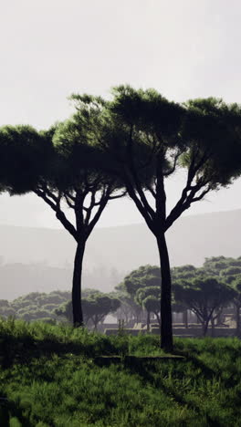 majestic trees silhouetted against a fading light in tranquil landscape