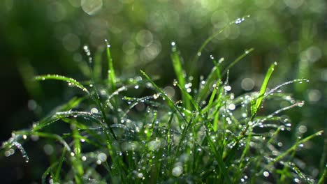 dew falls on the durba grass in the morning in autumn