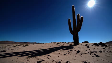 solitary cactus in a bright desert landscape