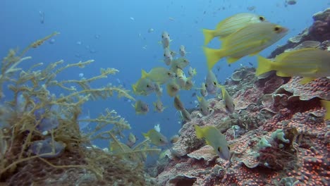 curious yellow snappers above hard coral in bali