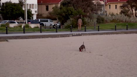 dog fetches disc on brighton beach, melbourne