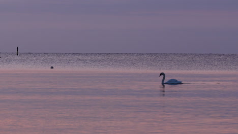 graceful swan gliding over calm pastel water in early morning light, distant bird visible