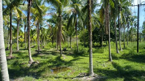 drone shot of a buffalo standing on a small pond inside coconut farm