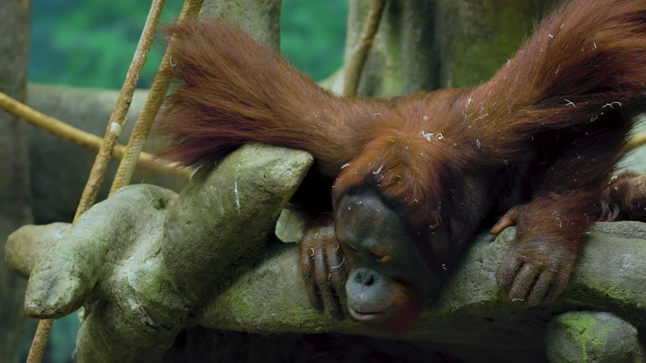 un gran orangután se está relajando en una rama de árbol en el hábitat forestal construido