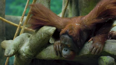 a large orangutan is relaxing on a tree branch in the built forest habitat