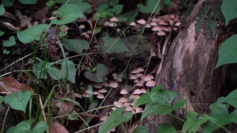 hongos pequeños que crecen en el suelo del bosque cerca de un tronco de árbol - toma de primer plano