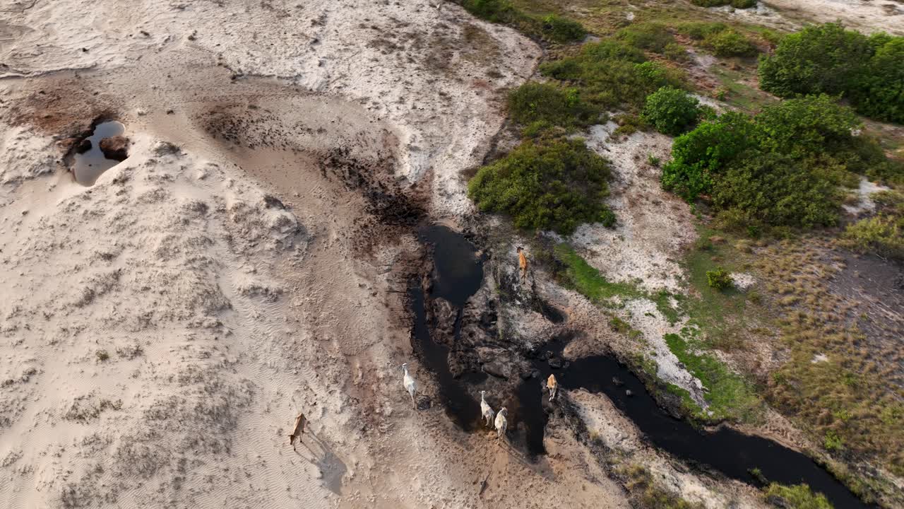 Drone orbit over stream and cattle in Lencois Maranhenses National Park, Brazil. Small herd surrounded by water, sand and patches of vegetation
