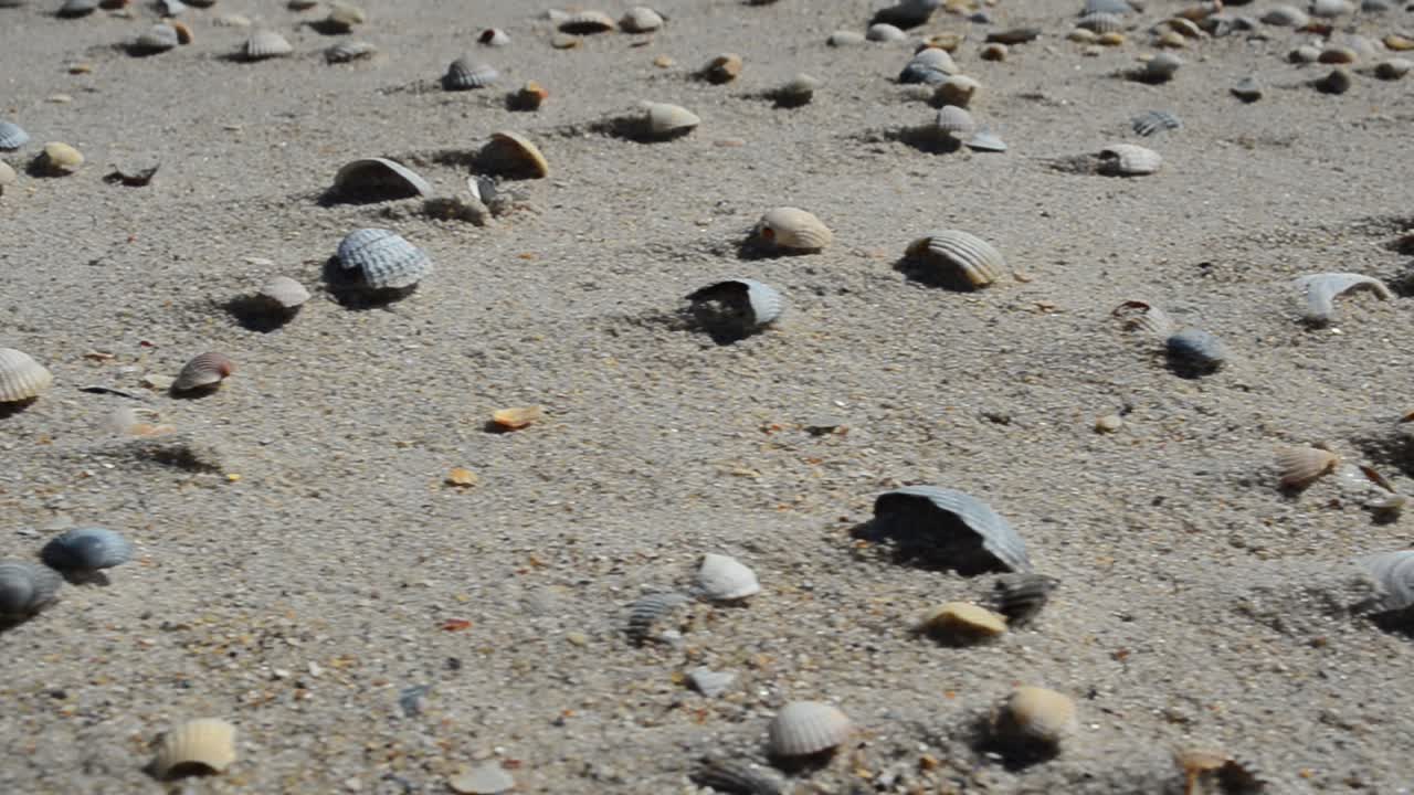Close up of a beach. Cockleshells and sand