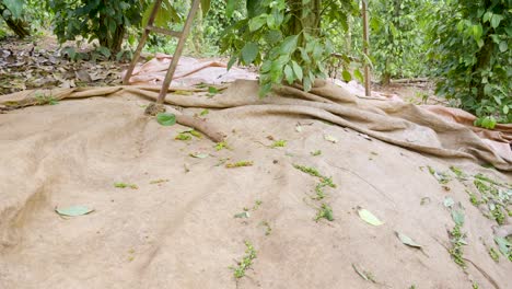 Ground-level-view-of-a-pepper-peppercorn-plantation-in-Asia,-organic-farm-harvesting-background