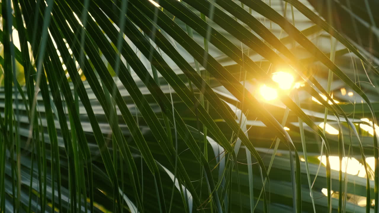 Sun rays through the green leaves of trees