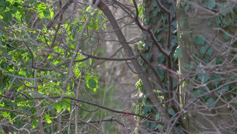 árboles,-Ramas-De-árboles-Cubiertas-De-Hiedra-Trepadora