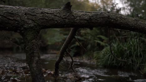 Natürlicher-Bach-Mit-Umgestürztem-Baum,-Mittlere-Schwenkaufnahme