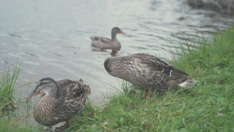 three mallard ducks preening on grassy river shoreline, medium close up