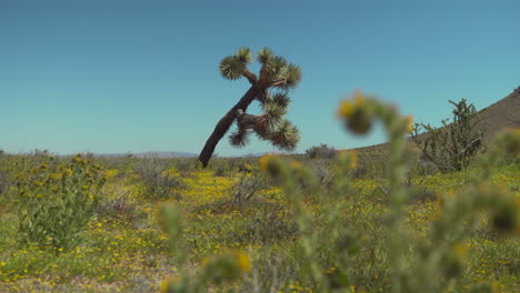 abundantes flores florecientes de primavera que florecen en el desierto de mojave con flores en primer plano y un árbol de joshua en el fondo - paralaje deslizante