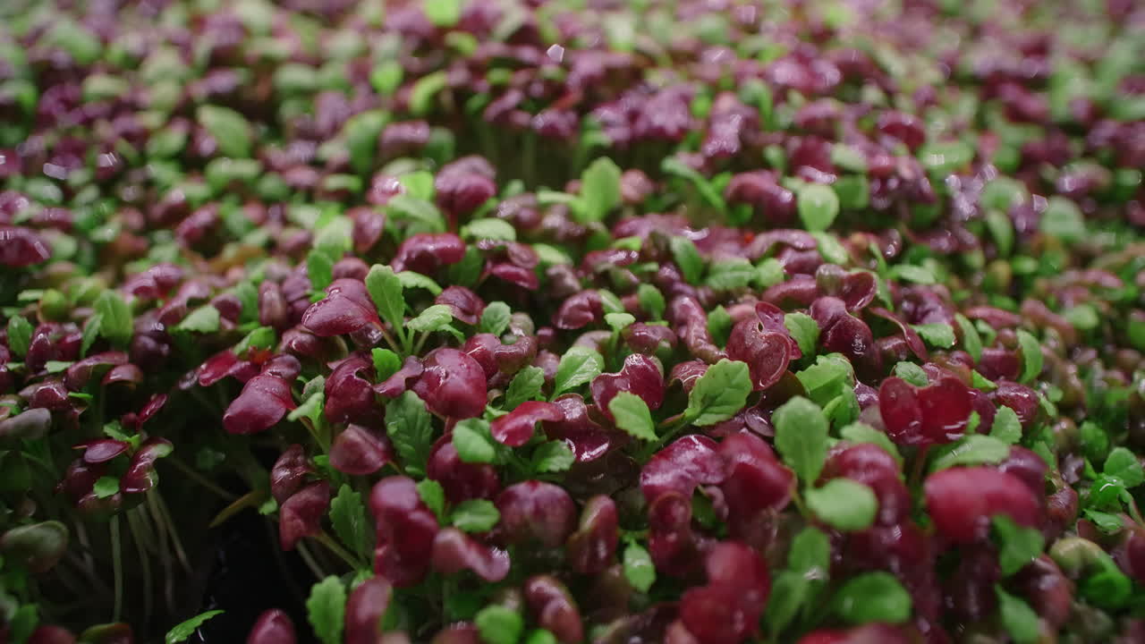 수확 시스템에서 자라는 마이크로 그린의 클로즈업