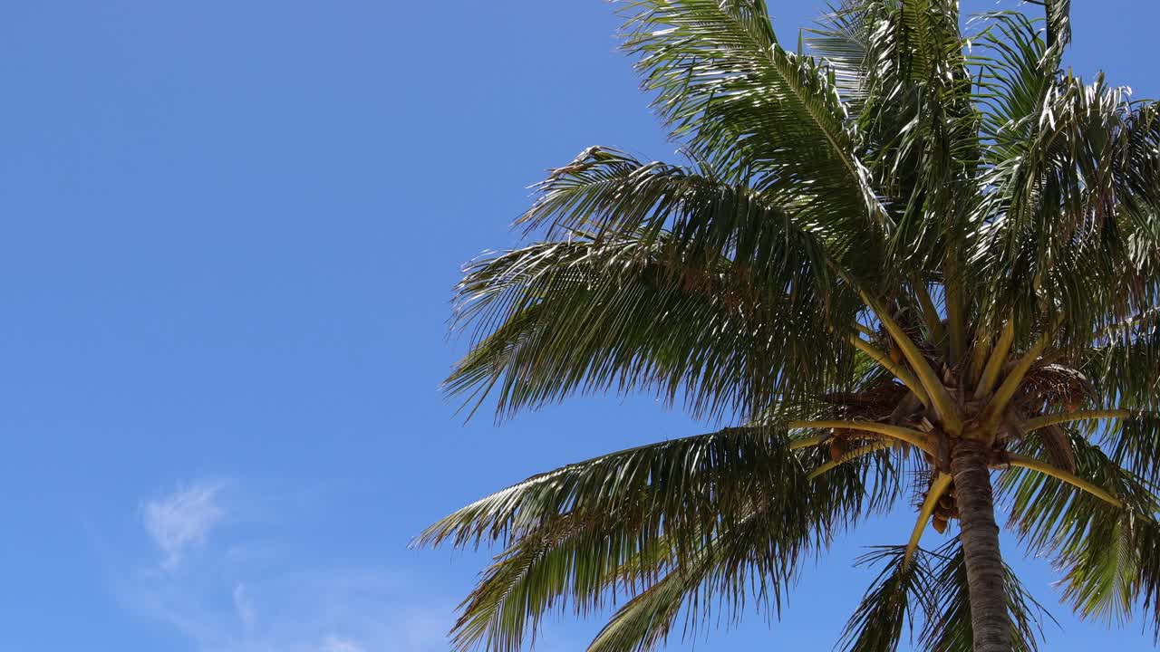 빛 하늘 아래의 종려나무의 정적 풍경