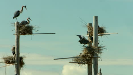 a beautiful great blue heron bird flies in and lands on a man made bird refuge nest to be with it’s mate and child