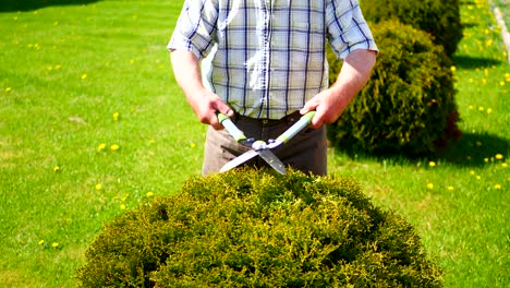 shears the shrub with scissors. close-up of hands and scissors, slow motion.