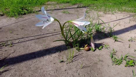 Hermosas-Flores-De-Lirio-Crinum-Latifolium-De-Trompeta-Rosa-A-Rayas-Que-Florecen-En-El-Suelo-En-Primavera