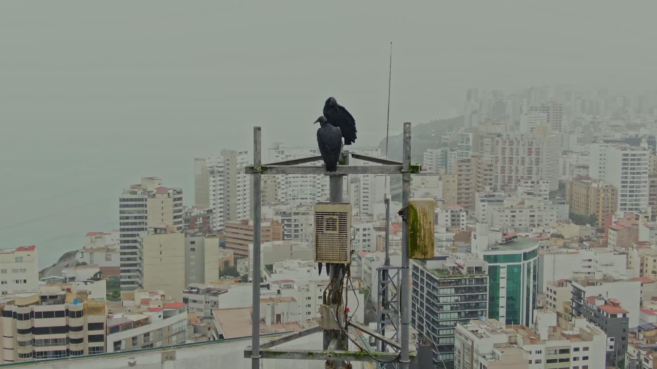 Wildlife in the City: Drone Captures Vultures Overlooking Lima’s Coast