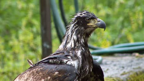 águila-Calva-Joven-Con-Plumas-Mojadas