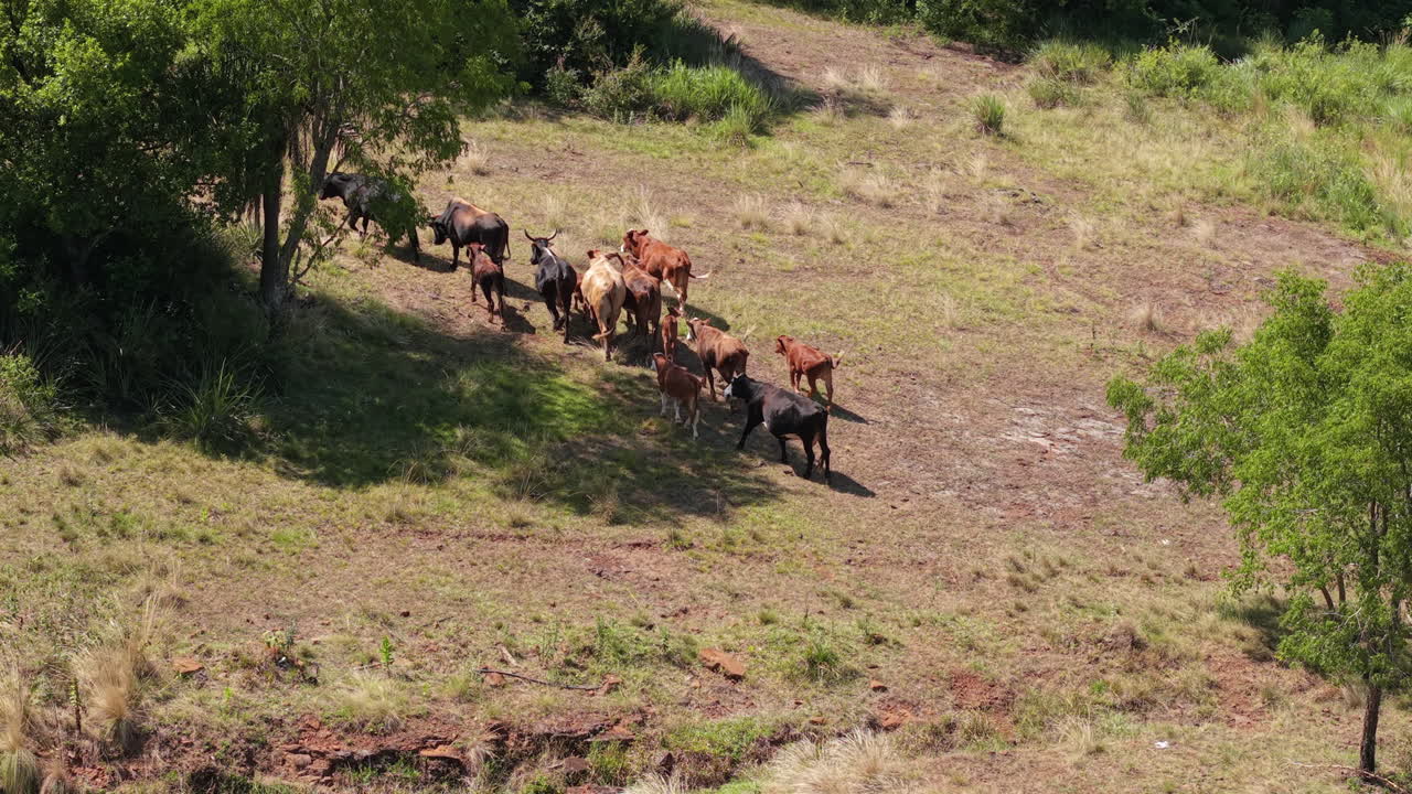 A breathtaking aerial view of a herd of cows grazing in the vast Misiones countryside, showcasing the expansive rural landscape and natural beauty of Argentina’s southern region.