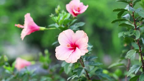 primer plano de una flor de hibisco en flor