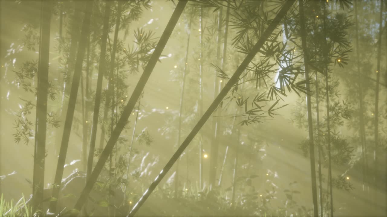 bosque de bambú asiático con tiempo de niebla matutina