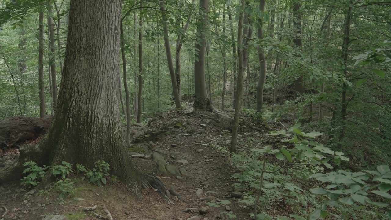 Sentiero lungo il torrente Wissahickon.