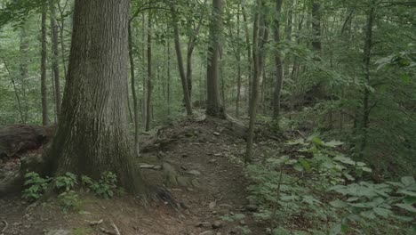 camino a lo largo del arroyo wissahickon