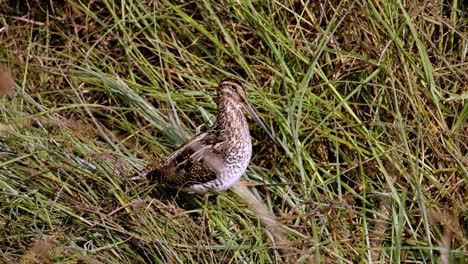 zooming on african common snipe in wild nature , unique species of birds