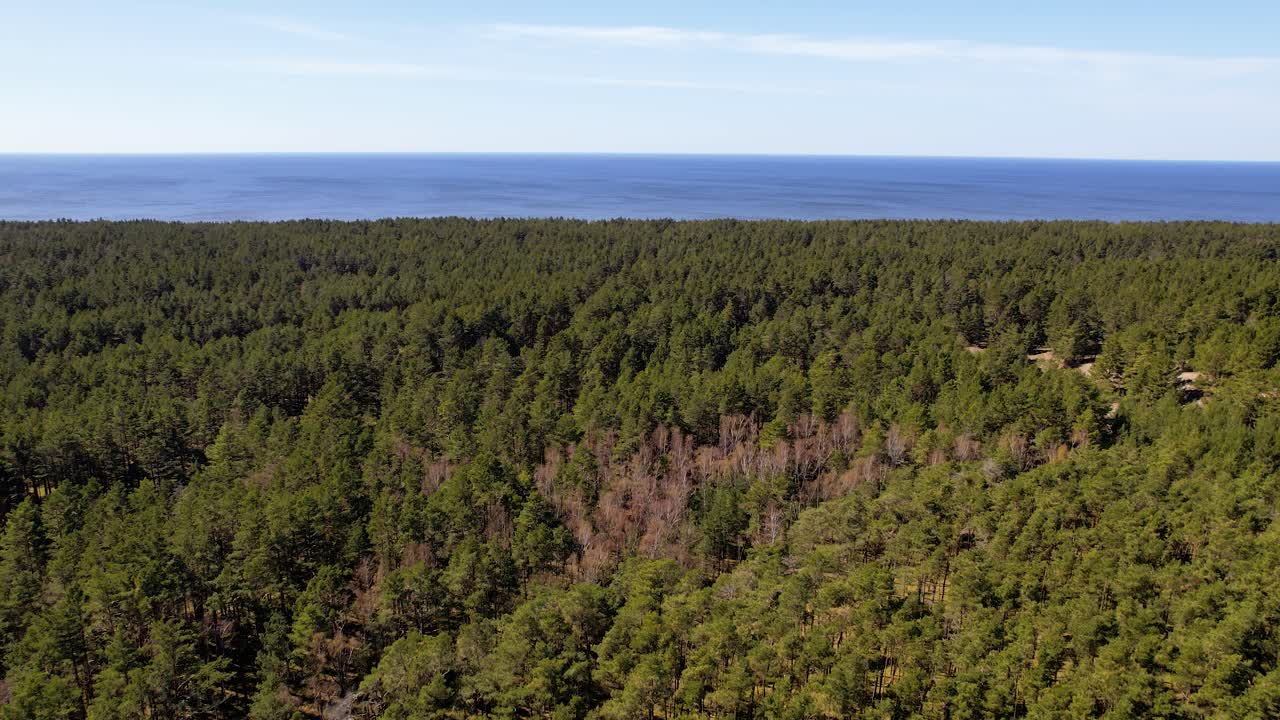 vuelo aéreo sobre árboles forestales en el istmo de curlandia, lituania