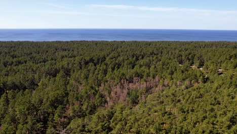 vuelo aéreo sobre árboles forestales en el istmo de curlandia, lituania