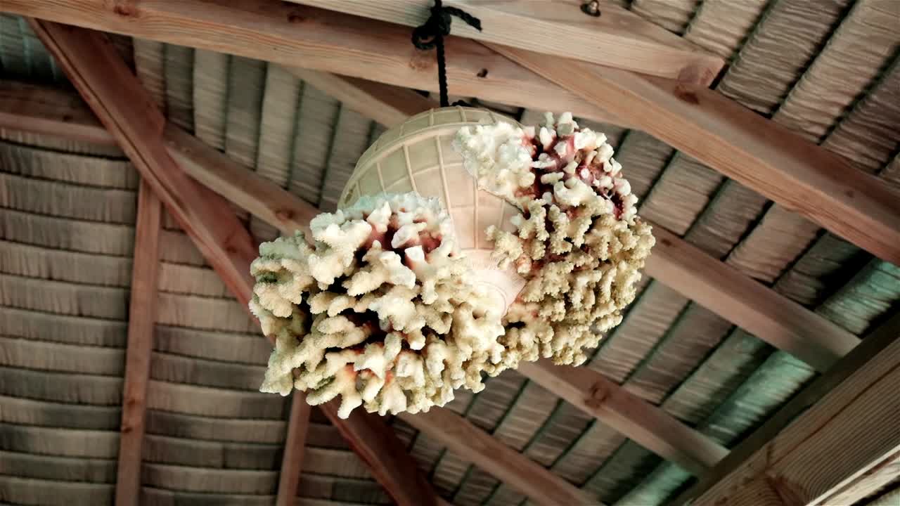 Coral growth on a plastic buoy