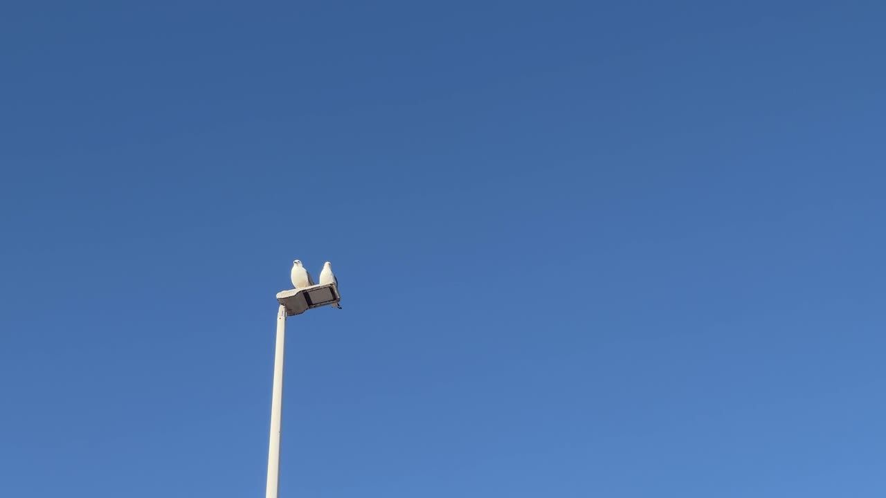 pair of birds is sitting on a streetlamp against the backdrop of the blue sky
