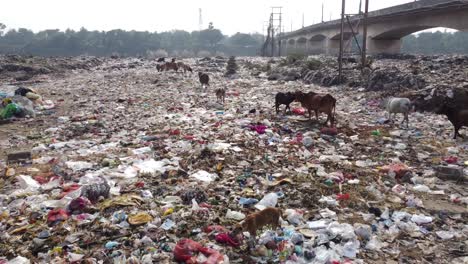 a lot of plastic is lying in the dustbin and various animals, cows and other birds are gathering food from it