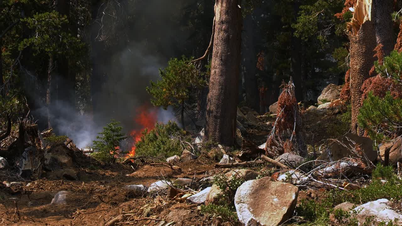 Suolo della foresta in fiamme, alberi caduti avvolti dalle fiamme, incendio boschivo che imperversa nel profondo del bosco