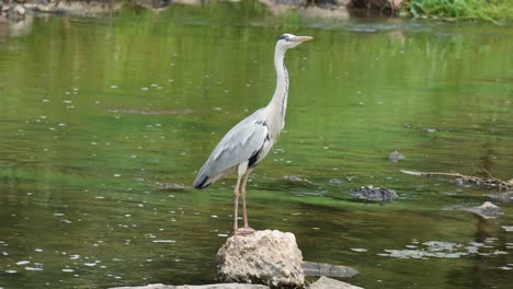 grey heron standing on the rock at yangjae stream then flew away