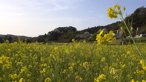 beautiful rape flower field in rural countryside on clear blue sky day