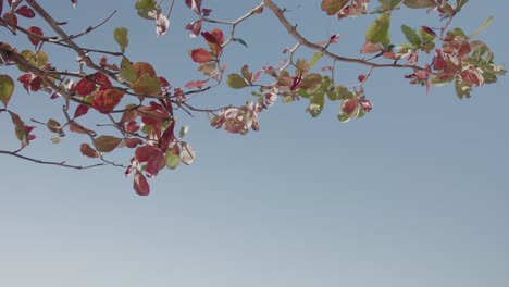 Friedliche-4k-Strandvideoblätter-Und-Blauer-Himmel