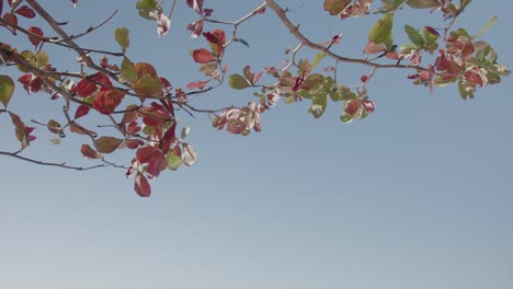 peaceful 4k beach footage leafs and blue sky