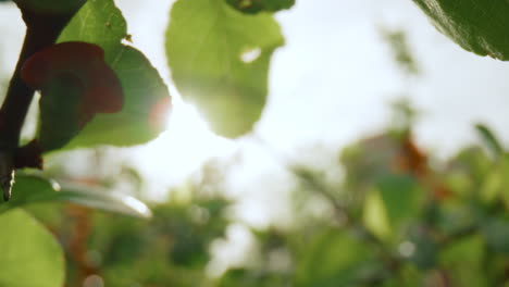 tree leafs blossoming against golden bright sunrise in closeup. peaceful nature.